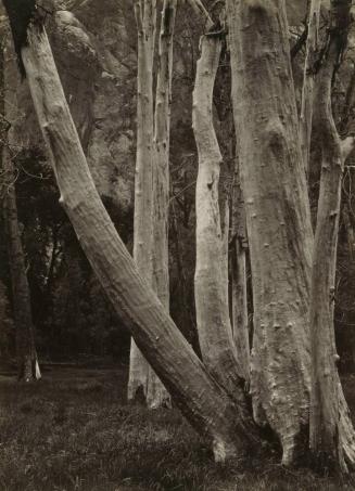 Cottonwood Trunks, Yosemite Valley, California