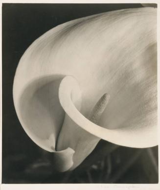 Calla