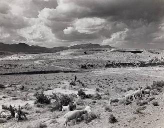 Navaho Shepherd Boy