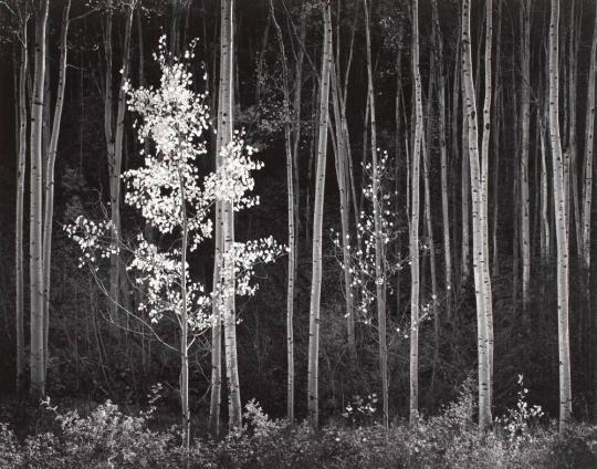 Aspens, Northern New Mexico