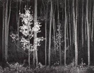 Aspens, Northern New Mexico