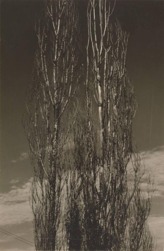 Poplars, Lake George