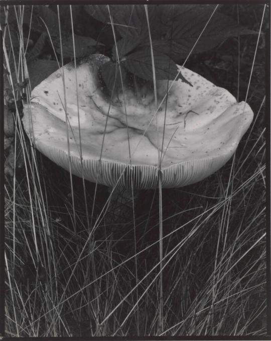 Toadstool and Grasses, Georgetown, Maine