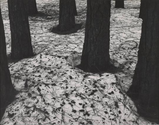 Pines in Snow, Yosemite, California