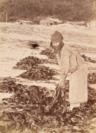 Ainu woman harvesting seaweed