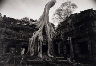 Angkor #26, Ta Prohm, Cambodia