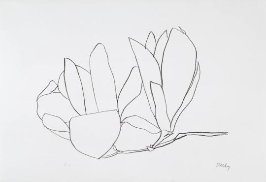 Magnolia