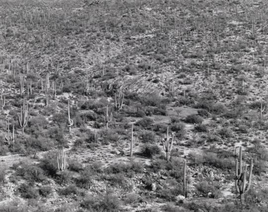 Arizona Landscape