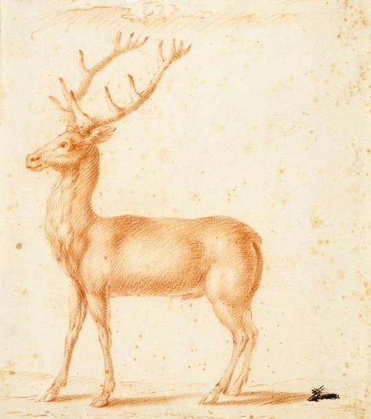 A Stag