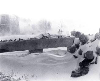 Frozen Potatoes in Mabou