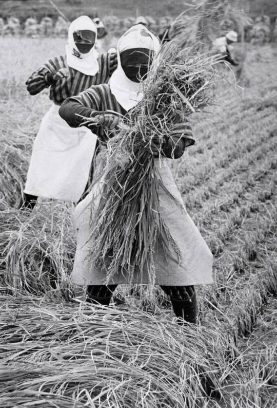 Rice Harvesting, Yamagata Prefecture