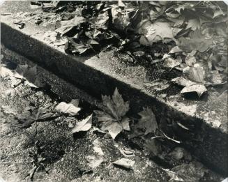 Wet Leaves and Curb