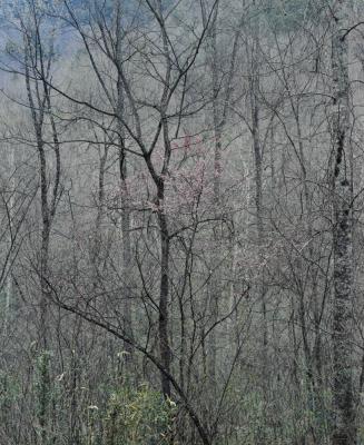 Redbud Tree in Bottom Land, Red River Gorge, Kentucky