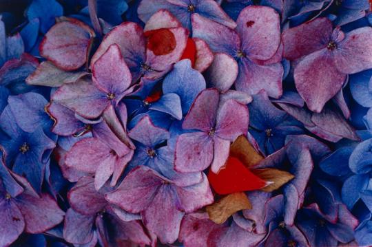 Hydrangea with Geranium Petals, California