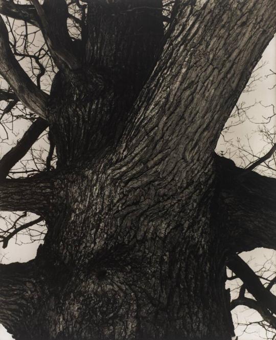 Venerable Tree Trunk, Connecticut