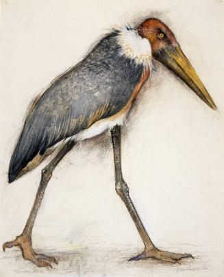 Marabou Stork