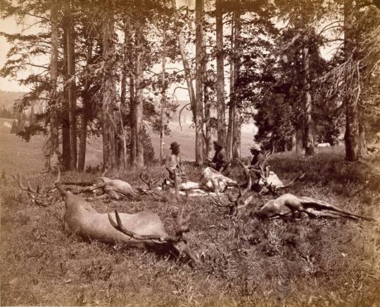 Elk Hunters, Yellowstone