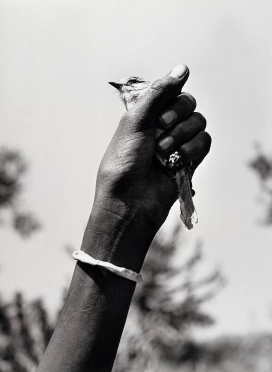 A Bird in The Hand