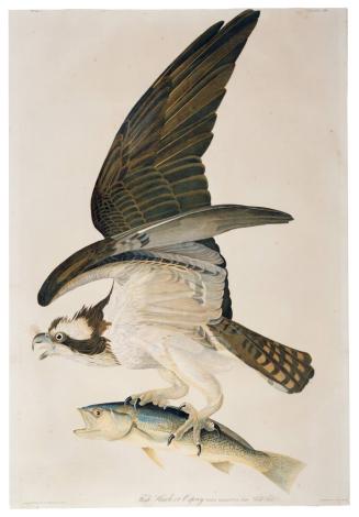 Fish Hawk or Osprey