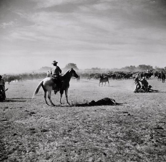 Branding, King Ranch