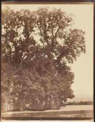 Tree Study at Saint-Cloud