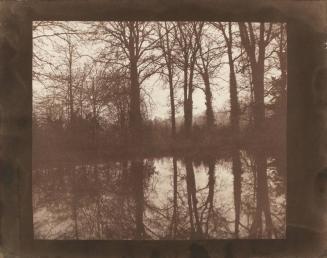 Winter Trees, Reflected in a Pond