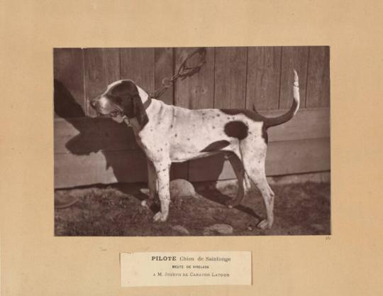 Pilote, Chien de Saintonge, Meute de Virelade, A.M. Joseph de Carayon Latour