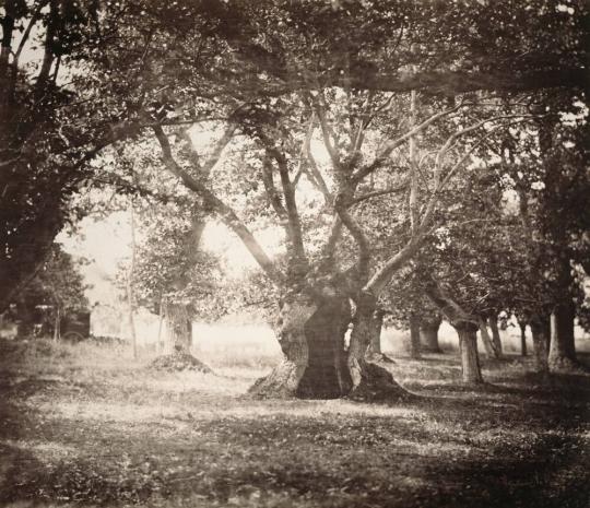 Tree, Forest of Fontainebleau