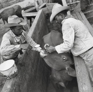 Vaqueros, Herculano García and Manuel García, Jr., Spoon Feeding Phosphorous to Cow, Encino Division, King Ranch