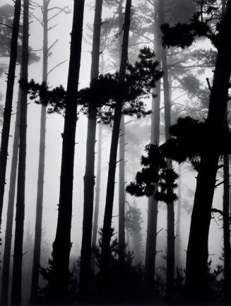 Pines in Fog, Monterey, California