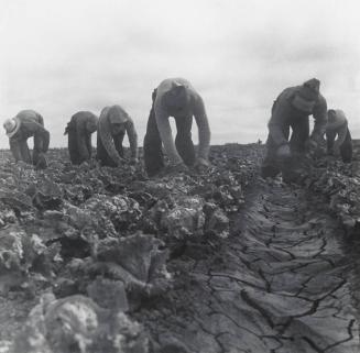 Filipinos cutting lettuce. Salinas Valley, California