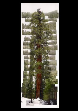 Giant Sequoia, "Stagg," Camp Nelson, California, USA