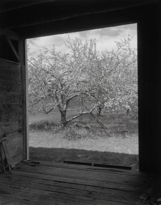 Winesap from Barn