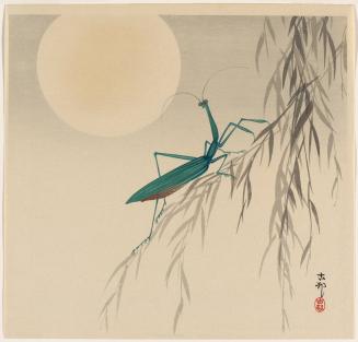 Preying Mantis and Full Moon