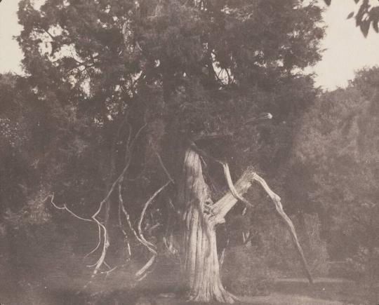 An Aged Red Cedar in the Grounds of Mount Edgcumbe