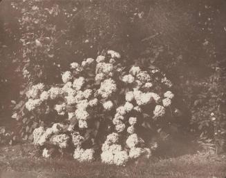 Bush of Hydrangea in Flower