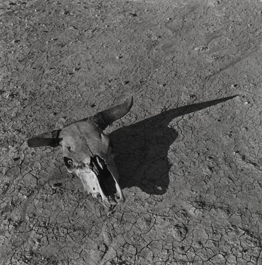 Skull, Badlands, South Dakota