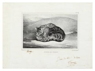 Étude de chats (Study of Cats)