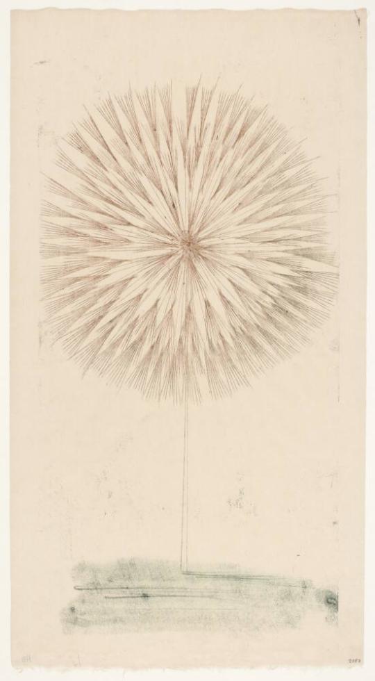 Dandelion