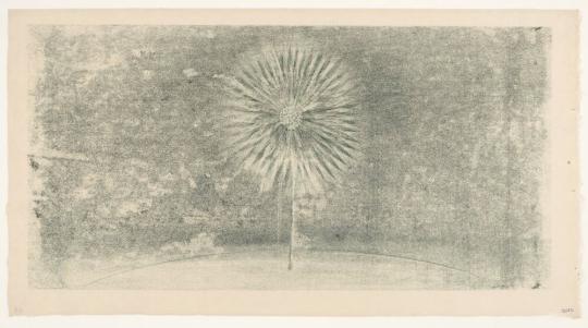 Dandelion