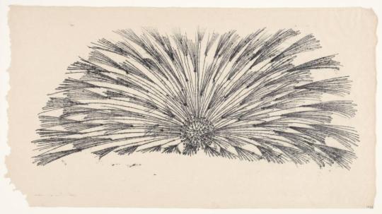 Dandelion
