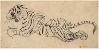 Tigre (Tiger)