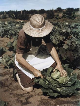 Virginia Norris with homegrown cabbage, one of many vegetables which the homesteaders grow in abundance
