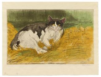 Vieux Chat Noir et Blanc dans l'Herbe (Old Black and White Cat in the Grass)