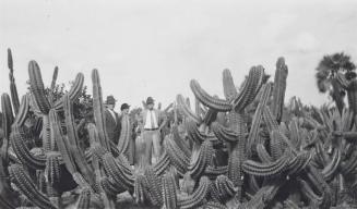 [two men and a woman in cactus field "Three Blossoms in a Cactus Patch"]