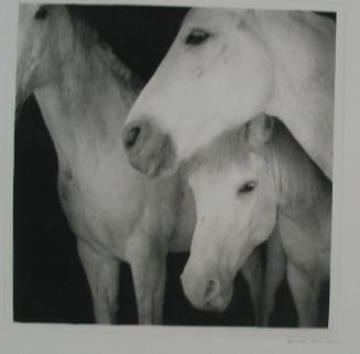 Caballos Blancos