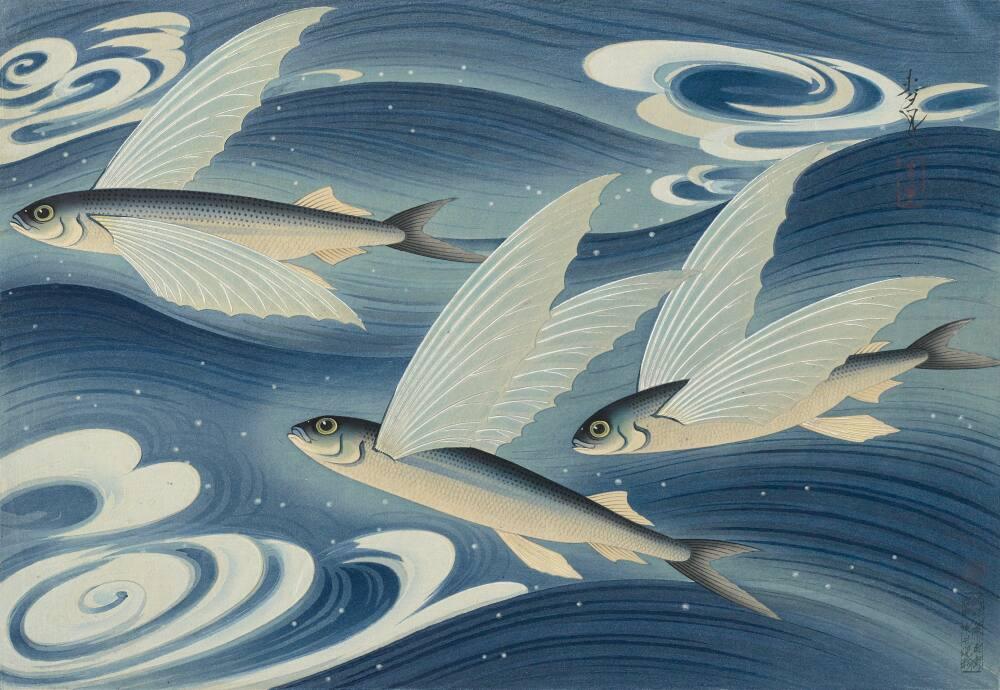Flying Fish | All Works | The MFAH Collections