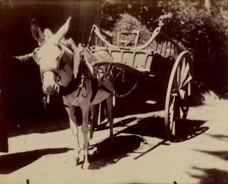 [Donkey and Cart]