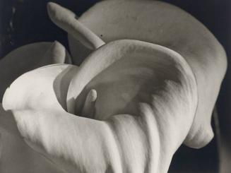 Calla Aethiopica