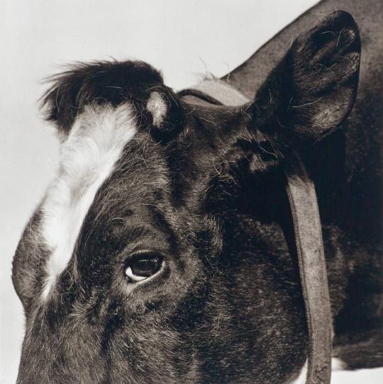 Valentino, Holstein Cow, Age 19